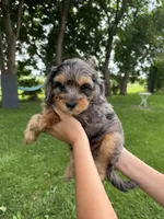 Iris, a female Miniature Aussiedoodle for sale in Charles City, IA – 1 of 10