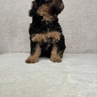 Rolo, a male Miniature Aussiedoodle for sale in Charles City, IA – Photo 3 of 6