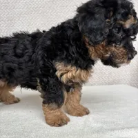 Rolo, a male Miniature Aussiedoodle for sale in Charles City, IA – Photo 2 of 6