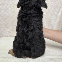 Rolo, a male Miniature Aussiedoodle for sale in Charles City, IA – Photo 4 of 6