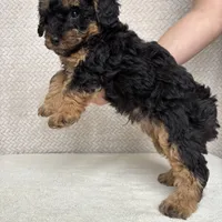Rolo, a male Miniature Aussiedoodle for sale in Charles City, IA – Photo 6 of 6
