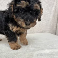 Rolo, a male Miniature Aussiedoodle for sale in Charles City, IA – Photo 1 of 6