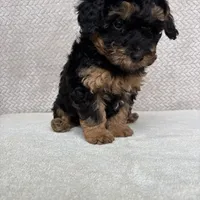 Rolo, a male Miniature Aussiedoodle for sale in Charles City, IA – Photo 5 of 6