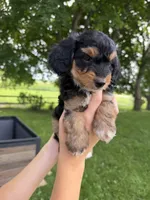Benny, a male Miniature Aussiedoodle for sale in Charles City, IA – 2 of 8