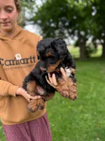 Pickles, a male Miniature Aussiedoodle for sale in Charles City, IA – 3 of 4