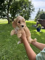 Honeybee , a female Miniature Aussiedoodle for sale in Charles City, IA – 6 of 10