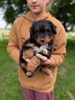 Patrick, a male Miniature Aussiedoodle for sale in Charles City, IA – 4 of 5