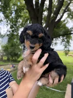 Benny, a male Miniature Aussiedoodle for sale in Charles City, IA – 4 of 8