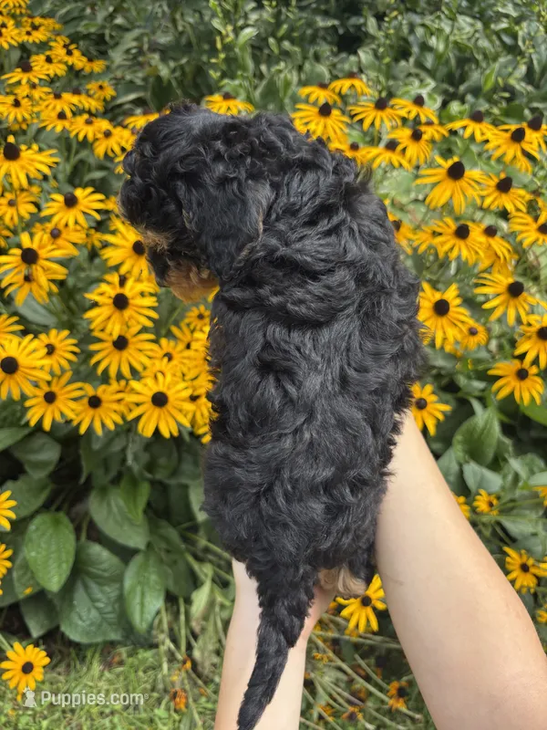 Kiki – Miniature Aussiedoodle puppy for sale in Charles City, IA