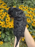 Kiki, a female Miniature Aussiedoodle for sale in Charles City, IA – 1 of 4