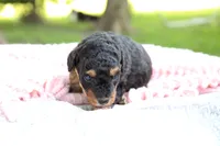 Lollipop , a female Miniature Aussiedoodle for sale in Charles City, IA – 3 of 6