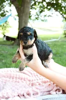 Lollipop , a female Miniature Aussiedoodle for sale in Charles City, IA – 2 of 6