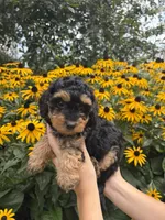 Kiki, a female Miniature Aussiedoodle for sale in Charles City, IA – 2 of 4