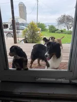 Pickles, a male Miniature Aussiedoodle for sale in Charles City, IA – 4 of 4