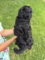 Lollipop , a female Miniature Aussiedoodle for sale in Charles City, IA – 4 of 8