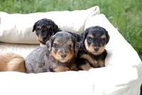 Lollipop , a female Miniature Aussiedoodle for sale in Charles City, IA – 5 of 6