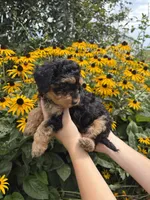Kiki, a female Miniature Aussiedoodle for sale in Charles City, IA – 3 of 4
