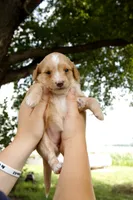 Honeybee , a female Miniature Aussiedoodle for sale in Charles City, IA – 2 of 7