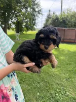Pistachio , a male Miniature Aussiedoodle for sale in Charles City, IA – 2 of 10