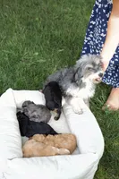 Lollipop , a female Miniature Aussiedoodle for sale in Charles City, IA – 6 of 6
