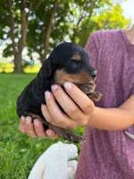 Pistachio , a male Miniature Aussiedoodle for sale in Charles City, IA – 4 of 8