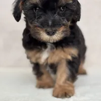Beau, a male Miniature Aussiedoodle for sale in Charles City, IA – Photo 1 of 5