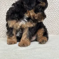Beau, a male Miniature Aussiedoodle for sale in Charles City, IA – Photo 3 of 5