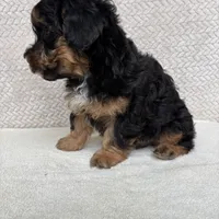 Beau, a male Miniature Aussiedoodle for sale in Charles City, IA – Photo 5 of 5