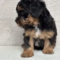 Beau, a male Miniature Aussiedoodle for sale in Charles City, IA – Photo 2 of 5