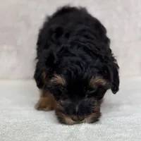 Beau, a male Miniature Aussiedoodle for sale in Charles City, IA – Photo 4 of 5