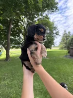 Benny, a male Miniature Aussiedoodle for sale in Charles City, IA – 7 of 8