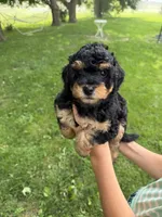 Lollipop , a female Miniature Aussiedoodle for sale in Charles City, IA – 2 of 8