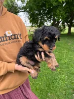 Pepsi, a male Miniature Aussiedoodle for sale in Charles City, IA – 2 of 4