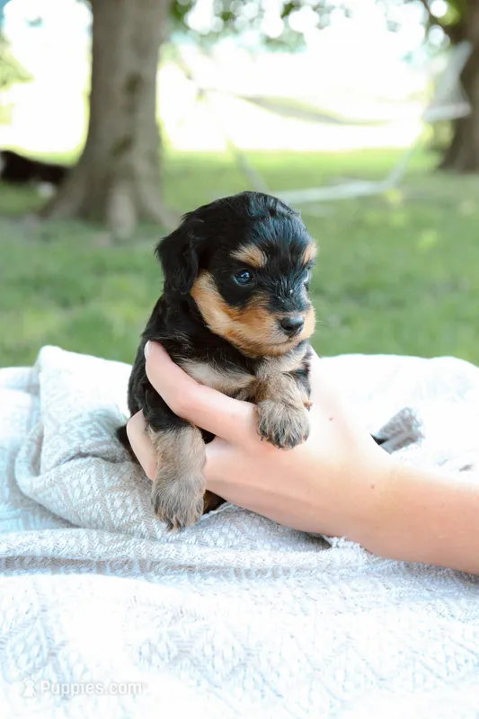 Pistachio  – Miniature Aussiedoodle puppy for sale in Charles City, IA