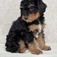 Archer, a male Miniature Aussiedoodle for sale in Charles City, IA – Photo 4 of 5