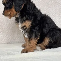 Archer, a male Miniature Aussiedoodle for sale in Charles City, IA – Photo 2 of 5