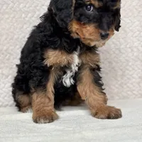 Archer, a male Miniature Aussiedoodle for sale in Charles City, IA – Photo 1 of 5