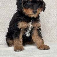 Archer, a male Miniature Aussiedoodle for sale in Charles City, IA – Photo 5 of 5