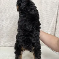 Archer, a male Miniature Aussiedoodle for sale in Charles City, IA – Photo 3 of 5