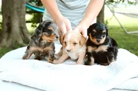 Pistachio , a male Miniature Aussiedoodle for sale in Charles City, IA – 2 of 8