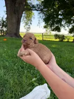 Mango, a male Miniature Aussiedoodle for sale in Charles City, IA – 4 of 8