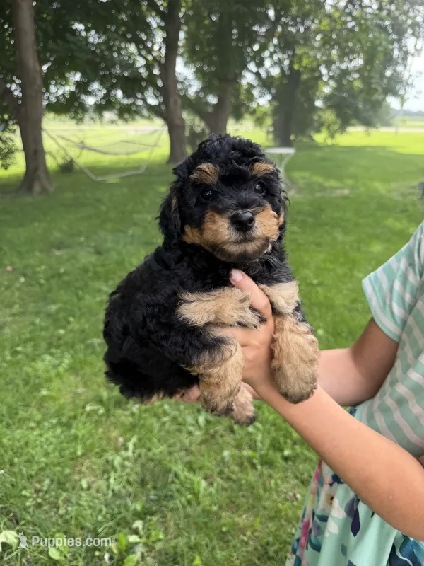 Lollipop  – Miniature Aussiedoodle puppy for sale in Charles City, IA