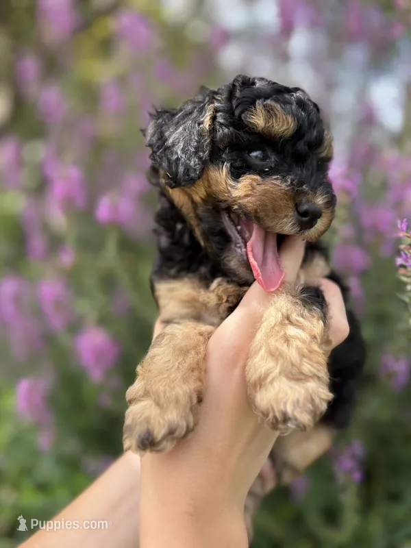 Peanut  – Miniature Aussiedoodle puppy for sale in Charles City, IA