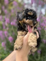 Peanut , a female Miniature Aussiedoodle for sale in Charles City, IA – 1 of 4