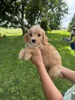 Honeybee , a female Miniature Aussiedoodle for sale in Charles City, IA – 2 of 10