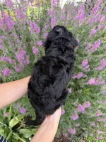 Jellybean, a male Miniature Aussiedoodle for sale in Charles City, IA – 3 of 6