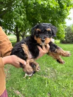 Pepsi, a male Miniature Aussiedoodle for sale in Charles City, IA – 3 of 4