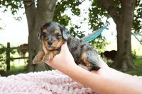 Iris, a female Miniature Aussiedoodle for sale in Charles City, IA – 2 of 9
