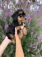 Jellybean, a male Miniature Aussiedoodle for sale in Charles City, IA – 5 of 6
