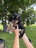 Benny, a male Miniature Aussiedoodle for sale in Charles City, IA – 8 of 8